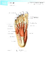 Sobotta  Atlas of Human Anatomy  Trunk, Viscera,Lower Limb Volume2 2006, page 347
